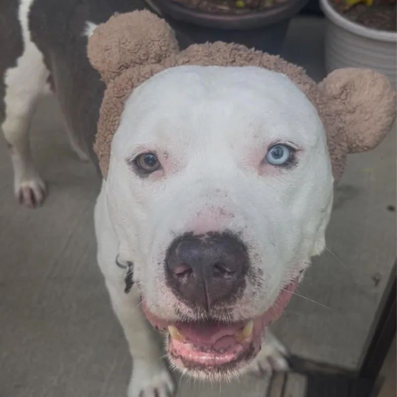 Mr. Worldwide thumbnail 4