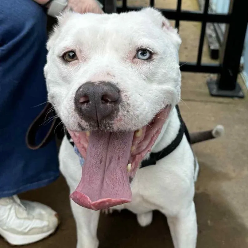 Mr. Worldwide thumbnail 5