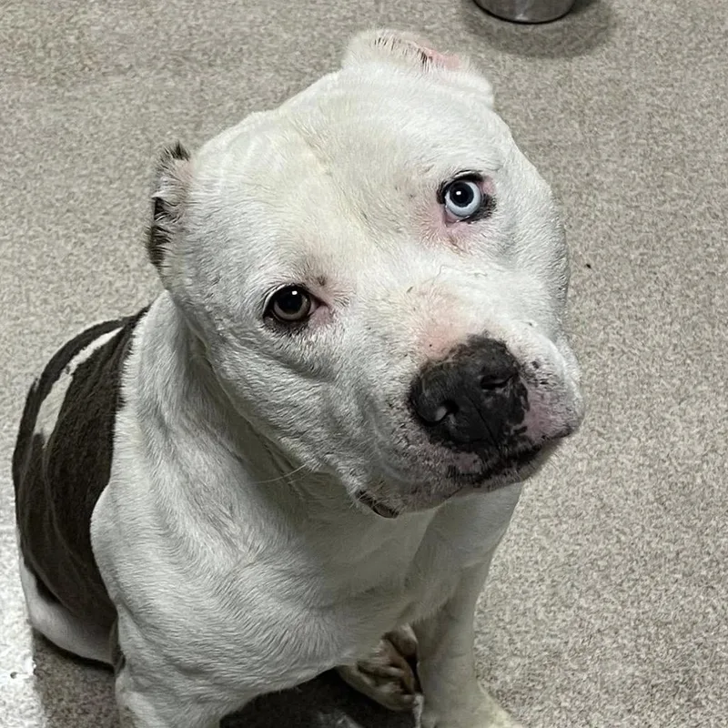 Mr. Worldwide thumbnail 6