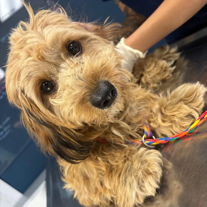 An adult small-sized female Yellow / Tan / Blond / Fawn Cockapoo dog named Indie for adoption in Newark, NJ