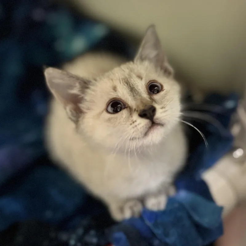 A baby medium-sized female Blue Point Domestic Short Hair cat named Guppy for adoption in Dodgeville, WI