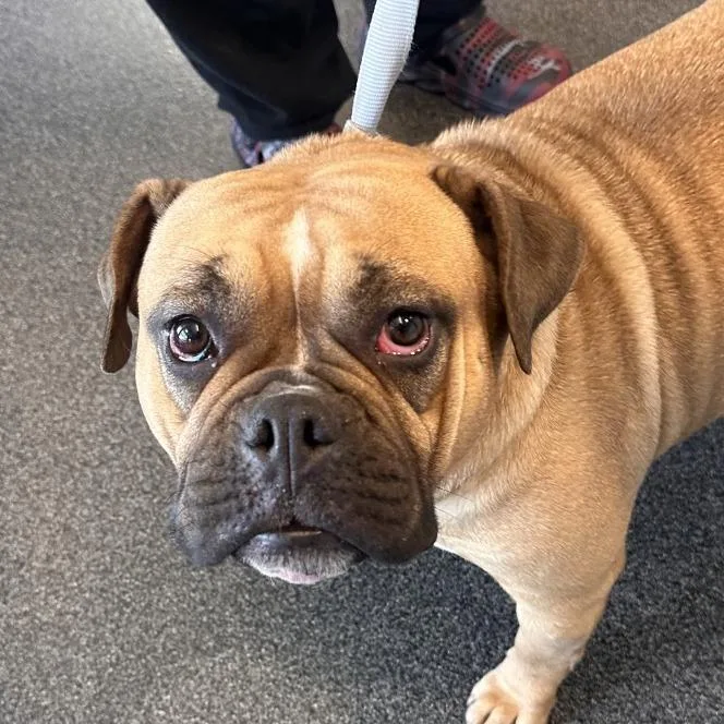 An adult medium-sized female Yellow / Tan / Blond / Fawn Mixed Breed dog named Mrs. Puff for adoption in Allentown, PA