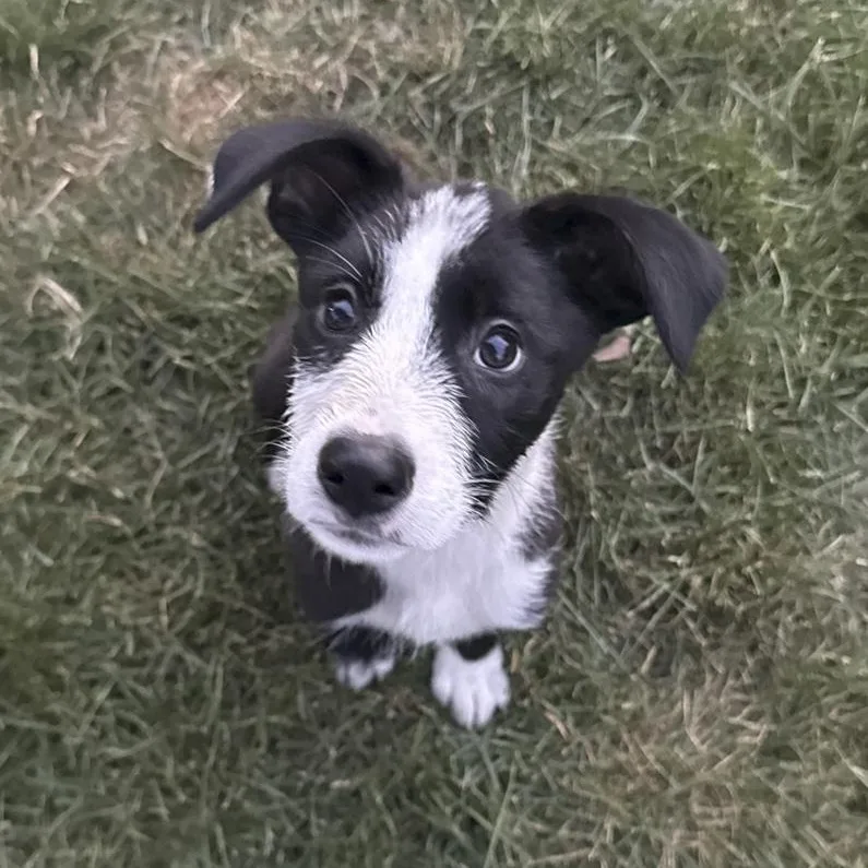 A baby medium-sized female Mixed Breed dog named Wednesday for adoption in Toledo, OH