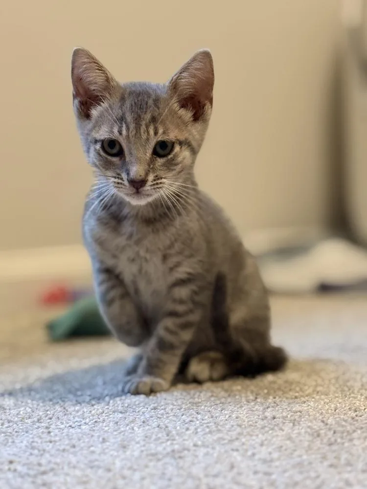 A baby small-sized male Gray / Blue / Silver Domestic Short Hair cat named Kyle for adoption in Saint Augustine, FL