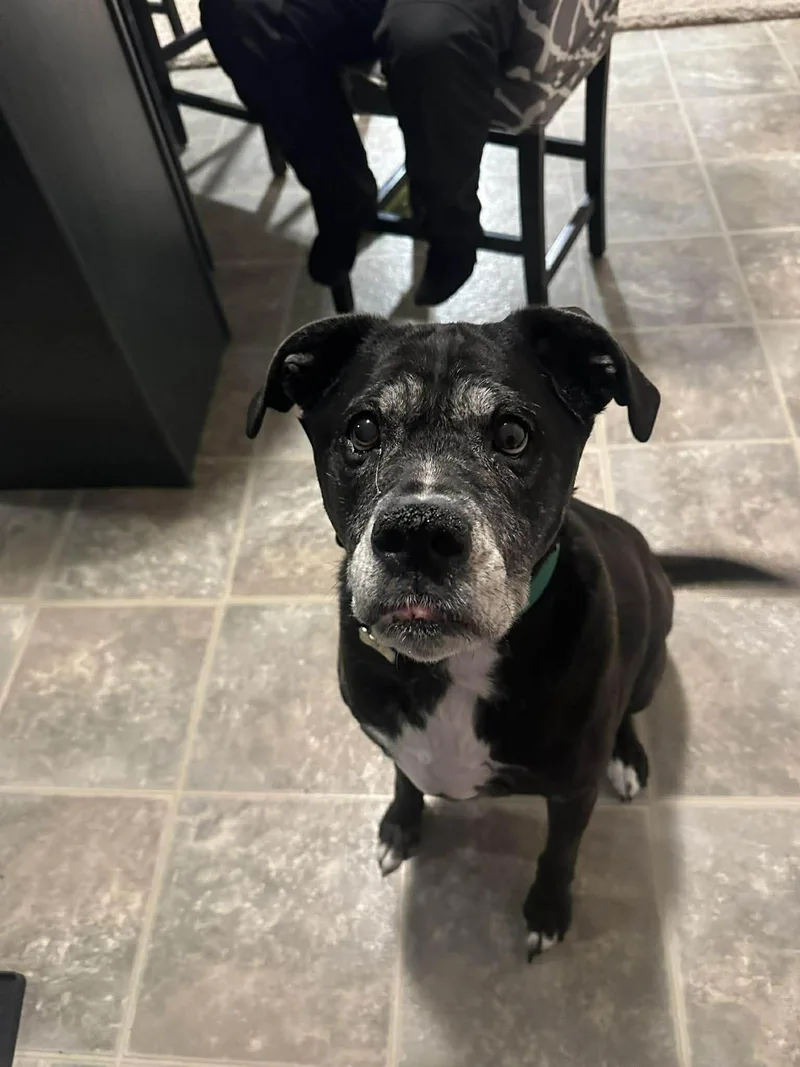 Sweet Pea thumbnail 3