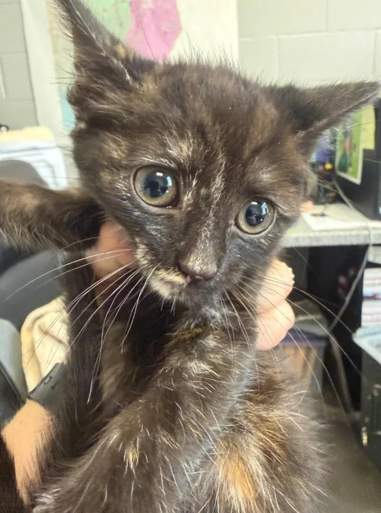 A baby small-sized female Domestic Medium Hair cat named Keke for adoption in Henderson, NC