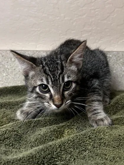 A young small-sized male Domestic Short Hair cat named Damon for adoption in Phoenix, AZ