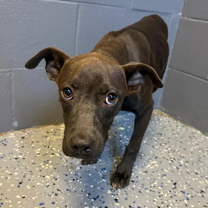 A young medium-sized female Black Pit Bull Terrier dog named TUSCStray for adoption in Tuscaloosa, AL