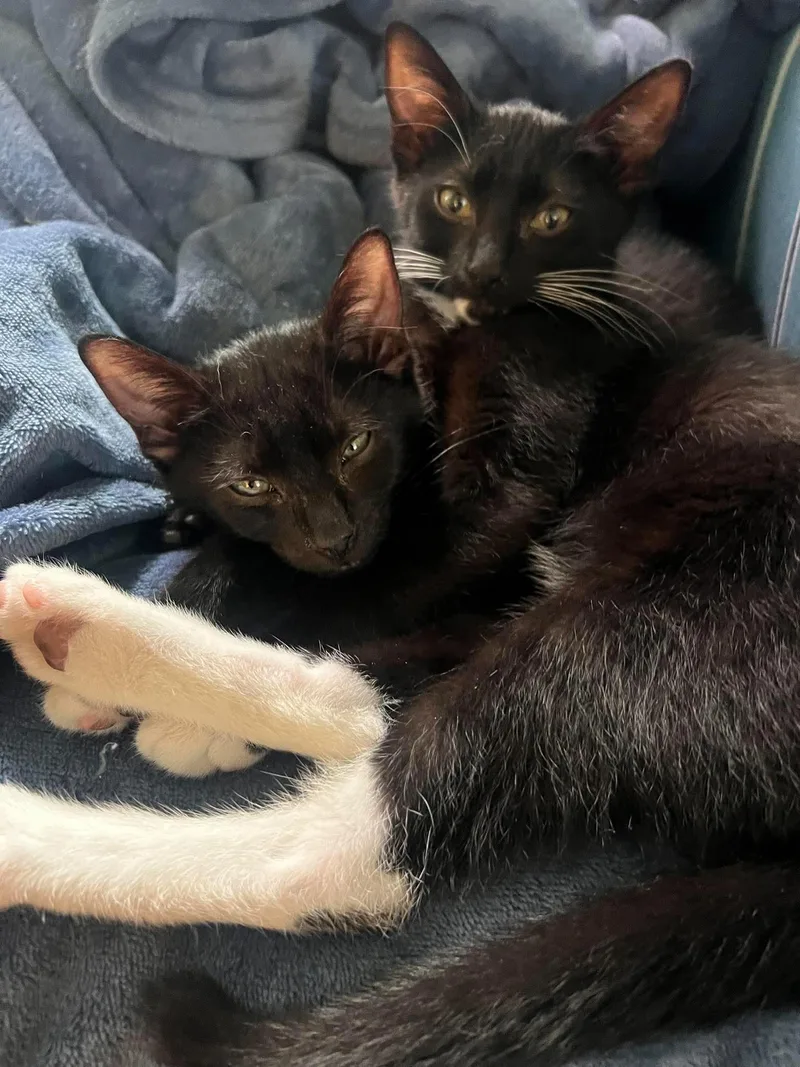 Oakley AND Ozzy