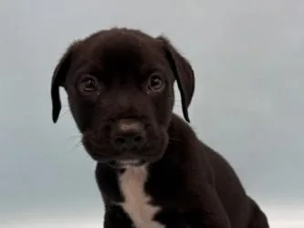 A baby large-sized male Labrador Retriever dog named Kai for adoption in Coon Rapids, MN