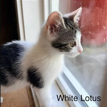 A baby small-sized female Brown / Chocolate Domestic Short Hair cat named White Lotus for adoption in Pleasant Hill, CA