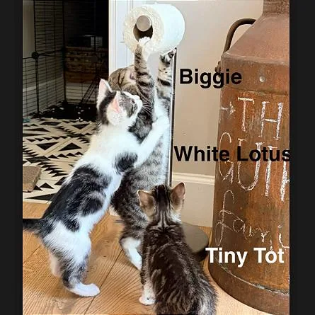 White Lotus thumbnail 4