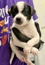 A baby small-sized female Mixed Breed dog named Gnocchi for adoption in Lawrenceville, GA