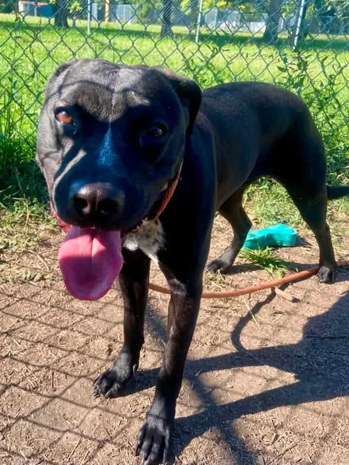 An adult medium-sized female Black Pit Bull Terrier dog named Novelty for adoption in Chicago, IL