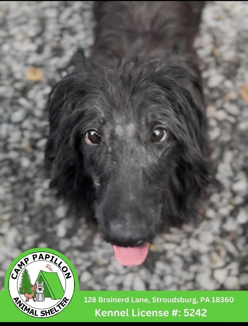 An adult medium-sized female Scottish Terrier dog named Megan for adoption in Stroudsburg, PA