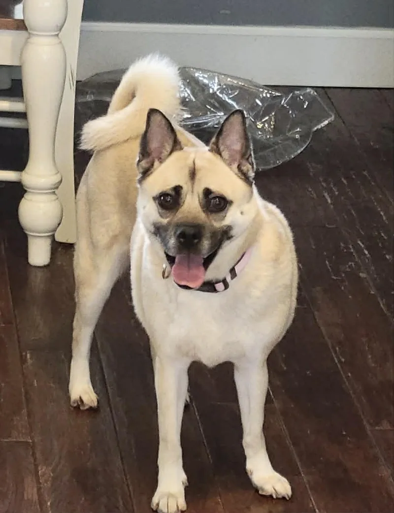 A young medium-sized female Pug dog named Lanie for adoption in Celina, OH