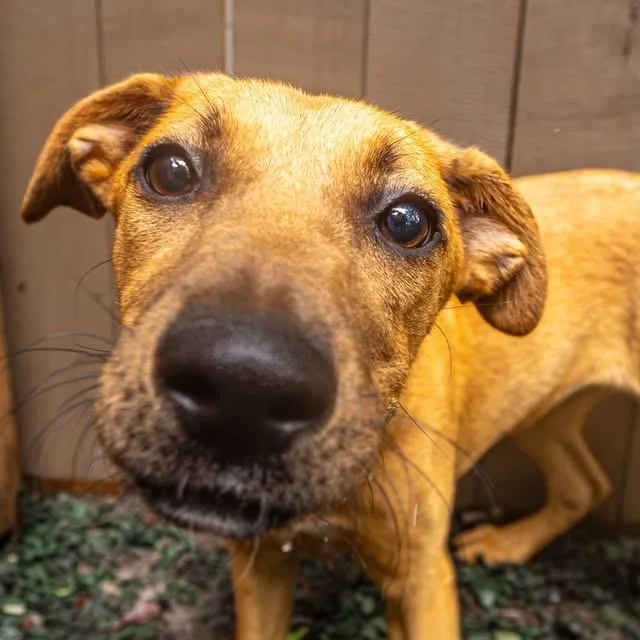 A baby medium-sized female Yellow / Tan / Blond / Fawn Mixed Breed dog named Maliboo for adoption in Decatur, GA