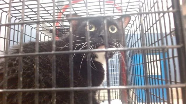 An adult small-sized male Domestic Short Hair cat named Chester for adoption in Miami, FL