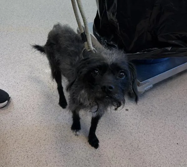 An adult small-sized male Mixed Breed dog named Raaka for adoption in New York, NY