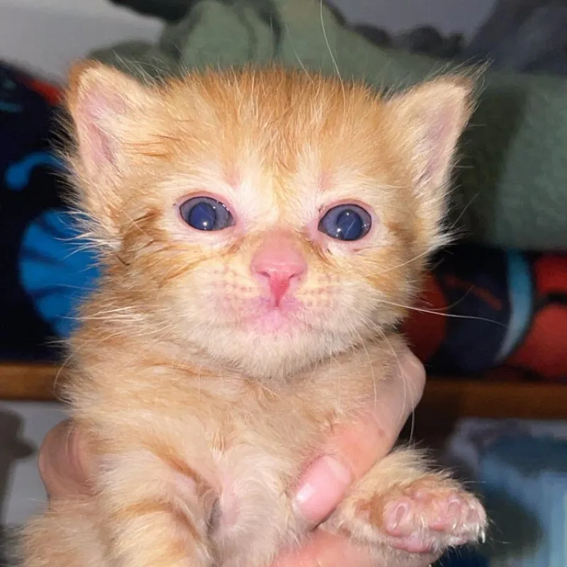 A baby small-sized female Orange / Red Domestic Short Hair cat named Wendolyn for adoption in Gloucester, VA
