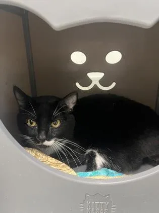 An adult medium-sized male Domestic Short Hair cat named Chico for adoption in Largo, FL