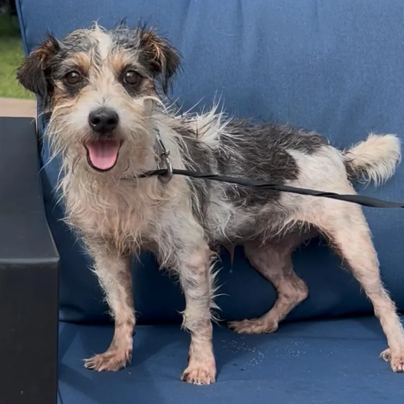 An adult small-sized female Tricolor (Brown, Black, & White) Wirehaired Terrier dog named Oakley for adoption in CORPUS CHRISTI, TX