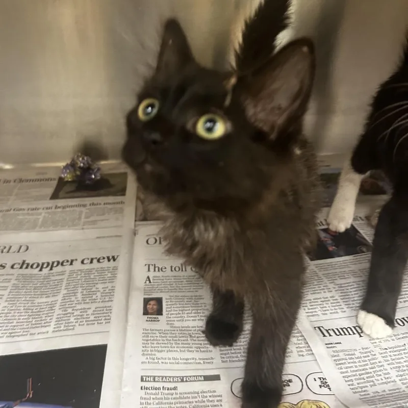 A baby small-sized male Black Domestic Long Hair cat named Biscuit for adoption in Winston-Salem, NC