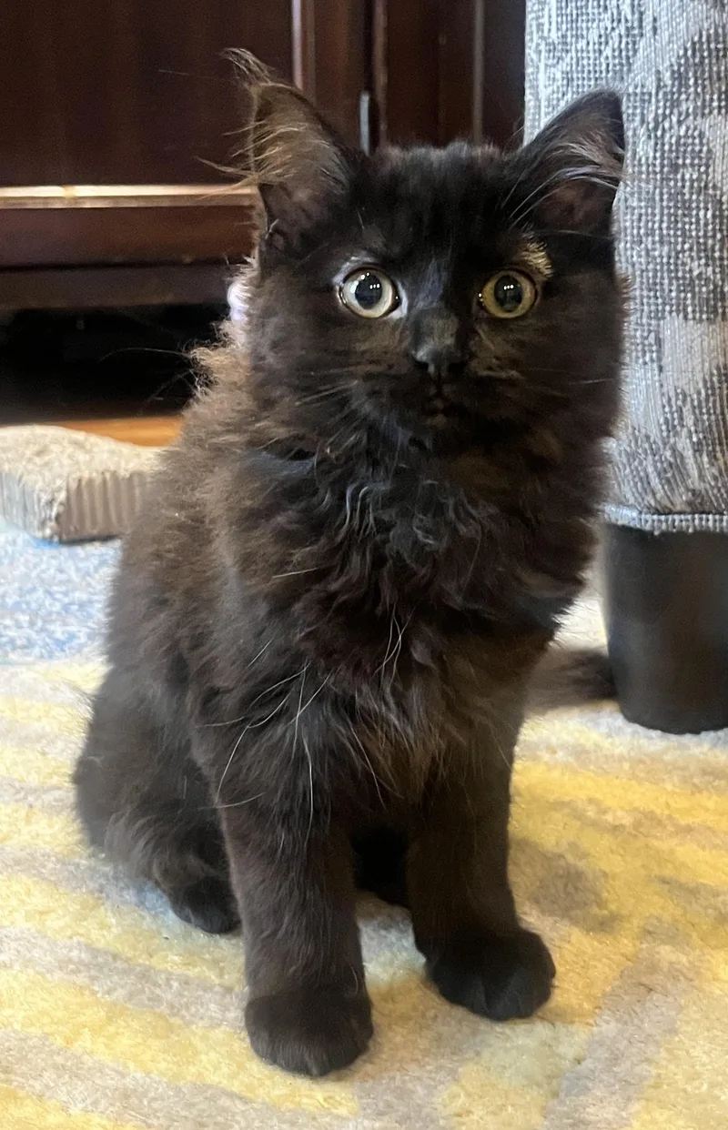 Millie