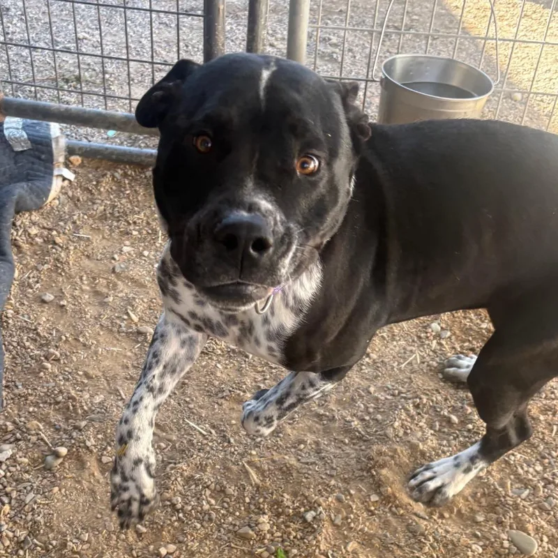 An adult medium-sized male Black Mixed Breed dog named Oreo for adoption in Taos, NM