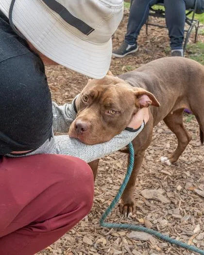 An adult large-sized female Mixed Breed dog named Anniston for adoption in Chamblee, GA