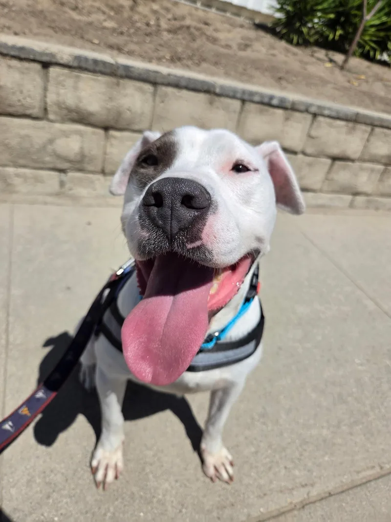 A young medium-sized male Pit Bull Terrier dog named Ocean for adoption in santa monica, CA