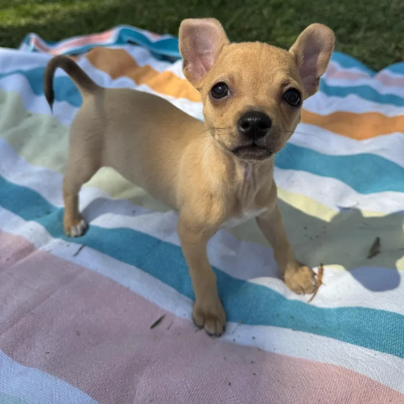 A baby small-sized female Yellow / Tan / Blond / Fawn Chihuahua dog named Pierogi for adoption in Port Richey, FL