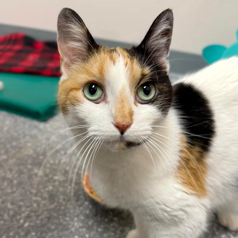 A senior medium-sized female Calico Domestic Short Hair cat named Sundae for adoption in Madison, WI