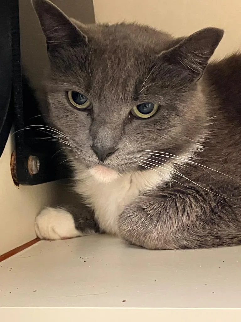 An adult medium-sized female Domestic Short Hair cat named Kara for adoption in Christiansburg, VA