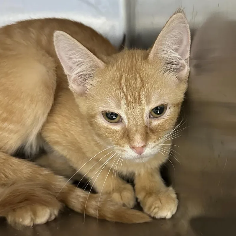 A baby small-sized male Domestic Short Hair cat named Shane for adoption in Corbin, KY
