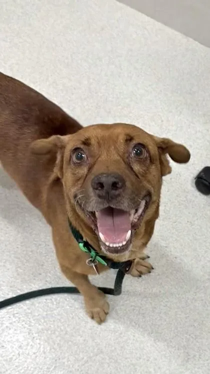 An adult medium-sized male Vizsla dog named Elliot for adoption in Honolulu, HI