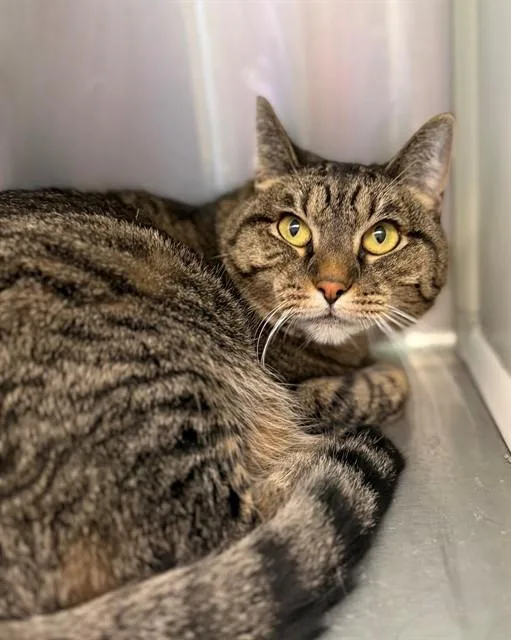 An adult medium-sized female Domestic Short Hair cat named Kitkat for adoption in Brighton, CO