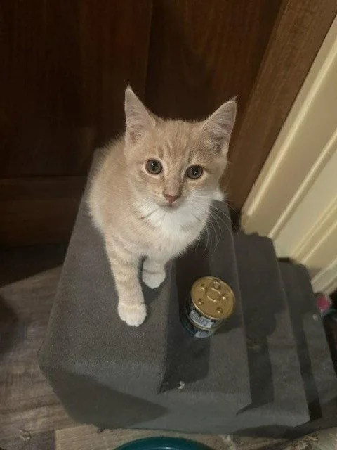 A baby medium-sized male Domestic Short Hair cat named Tuffy for adoption in Candler, NC