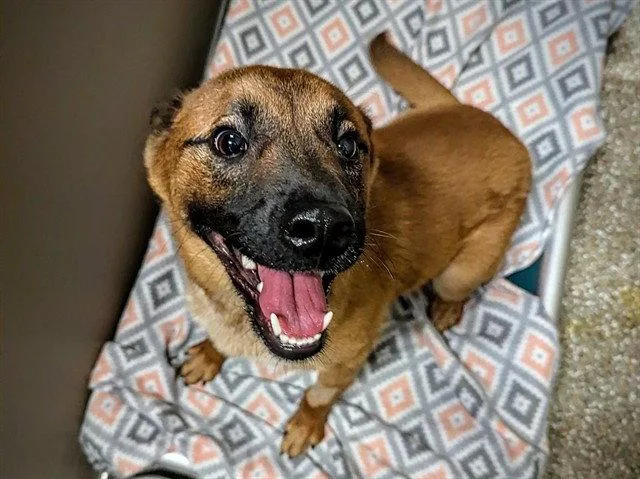 An adult large-sized male German Shepherd Dog dog named Lucky for adoption in Clyde, NC