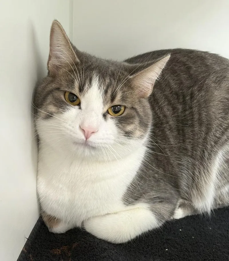 A young large-sized male Gray & White Domestic Short Hair cat named Stinker for adoption in Rochester, IN