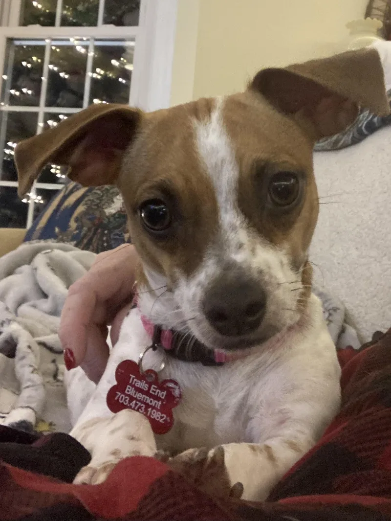 An adult small-sized female Jack Russell Terrier dog named Nelly for adoption in Durham, NC