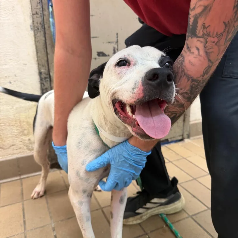 A young medium-sized male Terrier dog named Thistle for adoption in Birmingham, AL