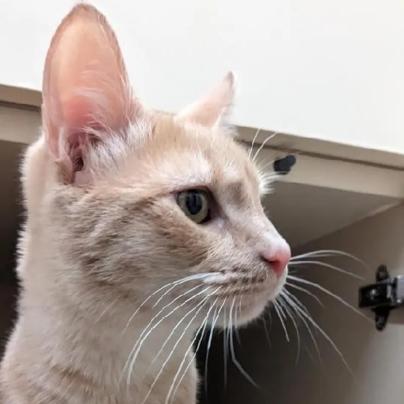 An adult large-sized male Buff / Tan / Fawn Domestic Short Hair cat named Dionysus for adoption in Tempe, AZ