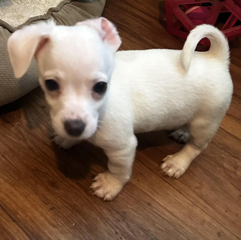 A baby small-sized male Chihuahua dog named Zack for adoption in Lafayette Hill, PA