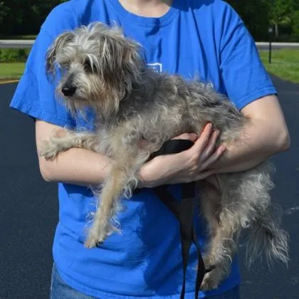 A senior small-sized male Yorkshire Terrier dog named Trigger for adoption in Elk Grove Village, IL