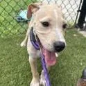 A baby medium-sized male Hound dog named Lucky for adoption in Tampa, FL
