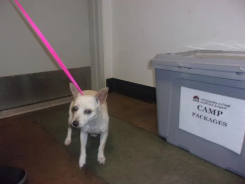 A young small-sized female Chihuahua dog named Bean for adoption in Van Nuys, CA
