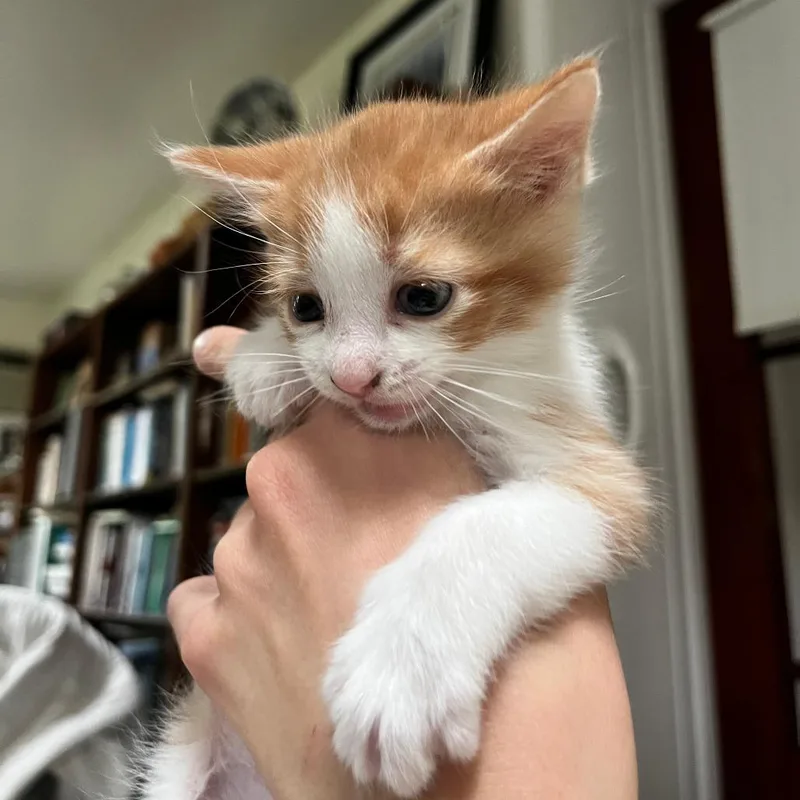 A baby small-sized male Orange / Red Domestic Medium Hair cat named Roy for adoption in Quakertown, PA