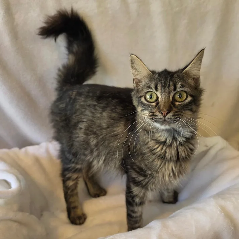 A young small-sized female Gray / Blue / Silver Domestic Long Hair cat named Seraphina for adoption in Pittsburg, KS