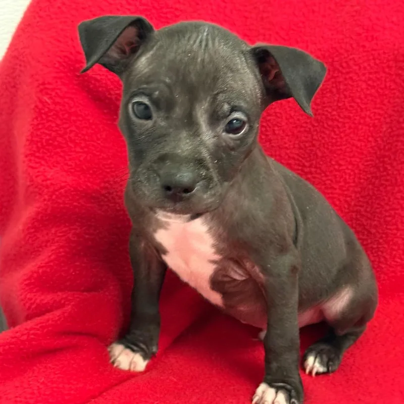 A baby medium-sized male Black Pit Bull Terrier dog named Louie for adoption in St. Peters, MO